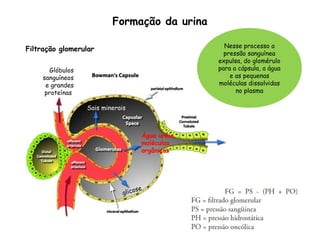 Formação da urina
Filtração glomerular
Água uréia,
moléculas
orgânicas
Sais minerais
glicose
Glóbulos
sanguíneos
e grandes
proteínas
Nesse processo a
pressão sanguínea
expulsa, do glomérulo
para a cápsula, a água
e as pequenas
moléculas dissolvidas
no plasma
 