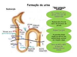 Formação da urina
Água
glicose
Glicose, aa e
parte dos sais
Glicose
e aa
Por transporte ativo,
glicose, aa e sais são
reabsorvidos
Sangue fica mais
concentrado
Cerca de 80% a 85%
da água são
reabsorvidos por
osmose
Água
Água
Água saissais
sais
Túbulo contorcido
proximal
Alça de Henle
Ramo descendente –
reabsorção de água
por osmose
Ramo ascendente –
reabsorção de sais por
transporte ativo
Túbulo contorcido
distal
Reabsorção ativa de
sais e de um pouco de
glicose
As paredes dessa
região do néfron tem
sensibilidade variável
em relação a água
Reabsorção
 