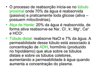 • O processo de reabsorção inicia-se no túbulo
proximal onde 70% da água é reabsorvida
(passiva) e praticamente toda glicose (ativa –
possuem mitocôndrias).
• Alça de Henle: 20% da água é reabsorvida, de
forma ativa reabsorve-se Na+
, Cl-
, k+
, Mg2+
, Ca2+
e HCO3-
.
• Túbulo distal: reabsorve NaCl e 7% da água. A
permeabilidade desse túbulo está associado à
concentração de ADH, hormônio (produzido
no hipotálamo) que atua sobre os túbulos
distais e sobre os túbulos coletores,
aumentando a permeabilidade à água quando
aumenta a concentração do plasma.
 
