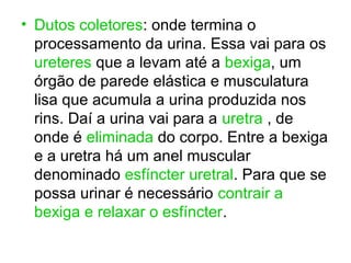 • Dutos coletores: onde termina o
processamento da urina. Essa vai para os
ureteres que a levam até a bexiga, um
órgão de parede elástica e musculatura
lisa que acumula a urina produzida nos
rins. Daí a urina vai para a uretra , de
onde é eliminada do corpo. Entre a bexiga
e a uretra há um anel muscular
denominado esfíncter uretral. Para que se
possa urinar é necessário contrair a
bexiga e relaxar o esfíncter.
 
