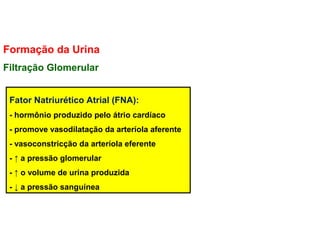 Formação da Urina
Filtração Glomerular
Fator Natriurético Atrial (FNA):
- hormônio produzido pelo átrio cardíaco
- promove vasodilatação da arteríola aferente
- vasoconstricção da arteríola eferente
- ↑ a pressão glomerular
- ↑ o volume de urina produzida
- ↓ a pressão sanguínea
 