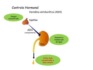 Controle Hormonal
Hormônio antidiurético (ADH)
Aumenta a
reabsorção
de água
Urina mais
concentrada e
mais escura
Sangue
concentrado
 