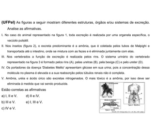 (UFPel) As figuras a seguir mostram diferentes estruturas, órgãos e/ou sistemas de excreção.
Analise as afirmativas.
I. No caso do animal representado na figura 1, toda excreção é realizada por uma organela específica, o
vacúolo pulsátil.
II. Nos insetos (figura 2), o excreta predominante é a amônia, que é coletada pelos tubos de Malpighi e
transportada até o intestino, onde se mistura com as fezes e é eliminada juntamente com elas.
III. Nos vertebrados a função de excreção é realizada pelos rins. O sistema urinário do vertebrado
representado na figura 3 é formado pelos rins (A), pelas uretras (B), pela bexiga (C) e pelo ureter (D).
IV. Os portadores da doença 'Diabetes Melito' apresentam glicose em sua urina, pois a concentração dessa
molécula no plasma é elevada e a sua reabsorção pelos túbulos renais não é completa.
V. Amônia, uréia e ácido úrico são excretas nitrogenados. O mais tóxico é a amônia, por isso deve ser
eliminada à medida que vai sendo produzida.
Estão corretas as afirmativas
a) I, II e V. d) II e IV.
b) III e V. e) I, III e V.
c) IV e V.
 