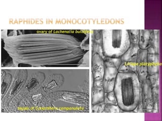 ovary of Lachenalia bulbifera
Liriope platyphylla
tepals of Conanthera campanulata
 