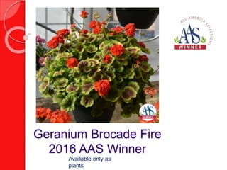 Geranium Brocade Fire
2016 AAS Winner
Available only as
plants
 