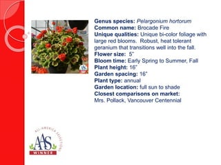 Genus species: Pelargonium hortorum
Common name: Brocade Fire
Unique qualities: Unique bi-color foliage with
large red blooms. Robust, heat tolerant
geranium that transitions well into the fall.
Flower size: 5”
Bloom time: Early Spring to Summer, Fall
Plant height: 16”
Garden spacing: 16”
Plant type: annual
Garden location: full sun to shade
Closest comparisons on market:
Mrs. Pollack, Vancouver Centennial
 