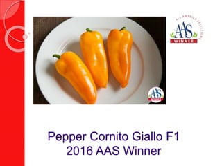 Mizuna Red Kingdom F1
2016 AAS Winner
 