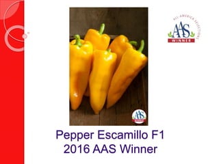 Onion Warrior
2016 AAS Regional Winner
Regions:
•Mountain/Southwes
t
•Southeast
 