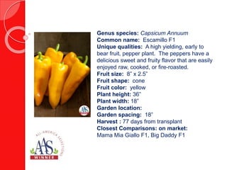 Genus species: Allium fistulosum
Common name: Bunching onion
Unique qualities: This heat and cold tolerant
onion has a great pungent flavor and is
adaptable to sowing in spring or fall.
Fruit taste: pungent
Fruit size: 0.5” wide
Fruit shape: cylindrical
Fruit color: white and green
Plant spread: 1-2”
Garden location: full sun
Number of fruits: 1per plant
Harvest: 60 days from seed, 30 days
transplant
Disease resistances: Pink Root
Closest comparisons on market:
Tokyo Long White Bunching, Ishikura
Improved
 