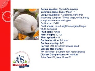 Genus species: Capsicum Annuum
Common name: Pepper
Unique qualities: Compact hybrid
ornamental pepper with dark black purple
conical fruit. Leaves are also purple. Plants
cover quickly and last from summer to the first
frost. Excellent performance in the sunbelt.
Flower Color: Purple
Foliage color: Purple black
Flower size: 1/3 to ½ inch
Plant height: 10-12 inches
Plant type: Annual
Garden location: Full sun
Garden Spacing : 7-8 inches
Closest Comparisons: on market:
Black Olive, Black Pearl
 