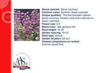 Genus species: Capsicum Annuum
Common name: Cornito Giallo F1
Unique qualities: An early blooming pepper
that you can enjoy into the fall. Small, sweet,
and fruity flavor that can be enjoyed raw,
cooked, or fire-roasted.
Fruit size: 6” x 2”
Fruit shape: cone
Fruit color: yellow
Plant height: 24-36”
Plant width: 18”
Garden spacing: 18”
Harvest : 75 days from transplant
Closest Comparisons: on market:
Yellow Crest F1, Mama Mia Giallo F1
 