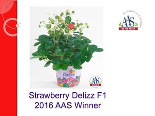 Pepper Escamillo F1
2016 AAS Winner
 