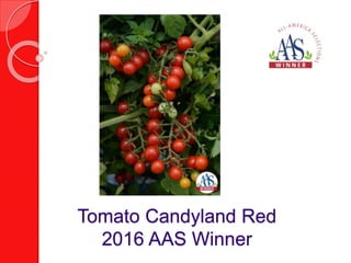 Pepper Serrano
Flaming Jade F1
2016 AAS Winner
Regions:
•Heartland
•Great Lakes
 