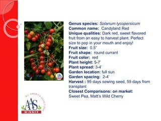 Genus species: Capsicum annuum
Common name: Pepper
Fruit flavor: Typical Serrano flavor
Fruit size: 4 inches x 1 inch
Fruit shape: Cylindrical
Fruit color: Green
Plant color: Green
Plant type: Annual
Plant height: 3 feet
Plant habit: Bushy
Garden location: Full sun
Garden spacing: 1 foot
Length of time to harvest: 105 days from
sowing seed, 75 from transplant
Closest comparisons on market: Cocula
F1, Sureno F1
 