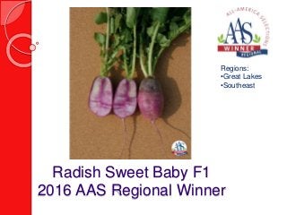 Radish Sweet Baby F1
2016 AAS Regional Winner
Regions:
•Great Lakes
•Southeast
 