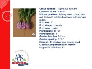 Genus species: Raphanus Sativius
Common name: Radish
Unique qualities: Striking violet colored skin
and flesh with outstanding flavor in this unique
radish.
Fruit size: 3”
Fruit shape: obovate
Fruit color: violet
Plant height: 10-12”
Plant spread: 18”
Garden location: full sun
Garden spacing: 8-10 “
Harvest : 40-45 days from sowing seed
Closest Comparisons: on market:
Magnet F1, KN-Bravo F1
 