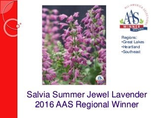 Salvia Summer Jewel Lavender
2016 AAS Regional Winner
Regions:
•Great Lakes
•Heartland
•Southeast
 