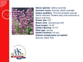 Genus species: Salvia coccinea
Common name: Summer Jewel Lavender
Unique qualities: The first lavender colored
Salvia coccinea. Flowers early and continues to
bloom until frost.
Flower size: 0.5”
Bloom time: late spring to fall
Plant height: 10-18”
Garden spacing: 10-12”
Plant type: annual
Garden location: full sun
Closest comparisons on market:
Summer Jewel Pink
 
