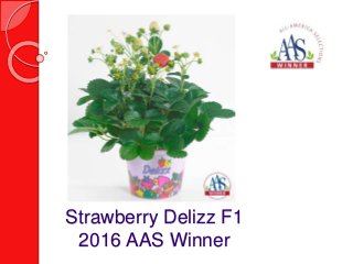 Strawberry Delizz F1
2016 AAS Winner
 