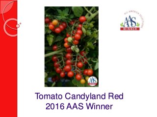 Tomato Candyland Red
2016 AAS Winner
 