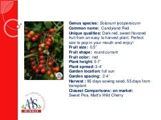 Genus species: Solanum lycopersicum
Common name: Candyland Red
Unique qualities: Dark red, sweet flavored
fruit from an easy to harvest plant. Perfect
size to pop in your mouth and enjoy!
Fruit size: 0.5”
Fruit shape: round currant
Fruit color: red
Plant height: 5-7’
Plant spread: 3-4’
Garden location: full sun
Garden spacing: 2-4’
Harvest : 95 days sowing seed, 55 days from
transplant
Closest Comparisons: on market:
Sweet Pea, Matt’s Wild Cherry
 