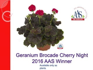 Geranium Brocade Cherry Night
2016 AAS Winner
Available only as
plants
 