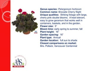 Genus species: Pelargonium hortorum
Common name: Brocade Cherry Night
Unique qualities: Striking foliage with large,
cherry pink double blooms. A heat tolerant,
easy to grow geranium that works well in
containers, baskets, and in the garden.
Flower size: 5”
Bloom time: early spring to summer, fall
Plant height: 16”
Garden spacing: 16”
Plant type: Annual
Garden location: full sun to shade
Closest comparisons on market:
Mrs. Pollack, Vancouver Centennial
 