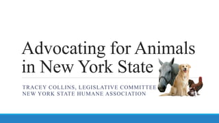 Advocating for Animals
in New York State
TRACEY COLLINS, LEGISLATIVE COMMITTEE
NEW YORK STATE HUMANE ASSOCIATION
 