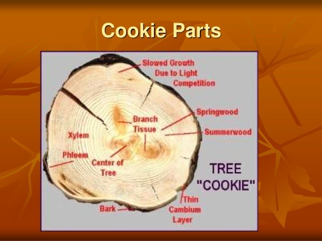 tree-cookies-10-638.jpg