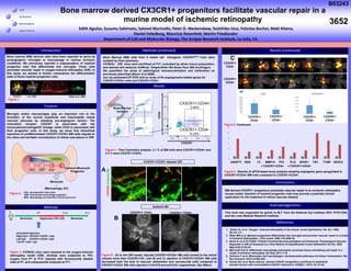 Bone
T H E
S C R I P P S
R E S E A R C H
I N S T I T U T E
Bone marrow derived CX3CR1+ progenitors facilitate vascular repair in a
murine model of ischemic retinopathy
Results
Acknowledgements
Conclusions
This work was supported by grants to M.F. from the National Eye Institute (RO1 EY011254)
and the Lowy Medical Research Institute.
Results (continued)
Edith Aguilar, Susumu Sakimoto, Salomé Murinello, Peter D. Westenskow, Yoshihiko Usui, Felicitas Bucher, Maki Kitano,
Daniel Feitelberg, Mauricio Rosenfeld, Martin Friedlander
Department of Cell and Molecular Biology, The Scripps Research Institute, La Jolla, CA
References
1. Smith LE, et al . Oxygen –induced retinopathy in the mouse. Invest Ophthalmol. Vis. Sci. 1994;
35:101-111.
2. Ritter MR et al. Myeloid progenitors differentiate into microglia and promote vascular repair in a model
of Ischemic Retinopathy. J Clin Invest. 2006 116:3266-76.
3. Banin E, et al.T2-TrpRS Inhibits Preretinal Neovascularization and Enhances Physiological Vascular
Regrowth in OIR as Assessed by a New Method of Quantification Invest Ophthalmol Vis Sci. 2006
May;47(5):2125-34.
4. Marchetti V,et al. Differential macrophage polarization promotes tissue remodeling and repair in a
model of ischemic retinopathy. Sci Rep. 2011;1:76.
5. Ginhoux F, et al. Monocytes and macrophages: developmental pathways and tissue homeostasis. Nat
Rev Immunol. 2014;14:392-404.
6. Kumar AH, et al. Bone marrow derived CX3CR1 progenitors contribute to neointimal
smooth muscle cells via fractalkine CX3CR1 interaction. FASEB J. 2010; 24: 81-92.
BM-derived CX3CR1+ progenitors potentiate vascular repair in an ischemic retinopathy
mouse model. Injection of myeloid progenitor cells may provide a potential clinical
application for the treatment of retinal vascular disease.
Bone marrow (BM) derived cells have been reported to serve as
proangiogenic microglia or macrophage in various ischemic
conditions. We previously reported a subpopulation of myeloid
progenitor cells that differentiate into microglia. These cells
promoted vascular repair in oxygen-induced retinopathy (OIR). In
this study, we wanted to further characterize the differentiation
state of these myeloid progenitor cells.
Purpose
Figure 4 . Flow Cytometry analysis. 3.1 % of BM cells were CX3CR1+/CD34+ and
2.3 % were CX3CR1+/CD34-.
Microglia and/or macrophages play an important role in the
formation of the normal superficial and intermediate retinal
vascular plexuses by releasing pro-angiogenic factors. The
chemokine receptor CX3CR1 is associated with the
monocyte/macrophage/DC lineage, while CD34 is associated with
their progenitor cells. In this study, we show that intravitreal
injections of undifferentiated CX3CR1+/CD34+ BM cells migrate to
the retina and facilitate normalization of retinal vasculature in OIR.
Methods
Figure 3. C57Bl/6J mice were exposed to the oxygen-induced
retinopathy model (OIR). Animals were subjected to 75%
oxygen from P7 to P12, injected with fluorescently labeled
cells at P7, and subsequently analyzed at P17.
Intravitreal Injection:
Right Eye: CX3CR1+/CD34+ cells
Left Eye: CX3CR1+/CD34- cells
1.0x105 cells / eye
P7 P12 P17
Hyperoxia (75% O2) NormoxiaNormoxia
Introduction
Figure 5. Continued
HSC GMP MDP
Common Monocyte
Progenitor
Monocyte
↓
(Macrophage, DC)
CD34
CX3CR1
HSC: Hematopoietic Stem Cells
GMP: Granulocyte-macrophage progenitor
MDP: Macrophage and Dendritic Cell (DC) precursor
Control Lin- HSC Ritter et al. 2006
CX3CR1+ CD34+
2.99%
CX3CR1+ CD34-
6.23%
Bone Marrow
isolation
CX3CR1
CD34
CX3CR1+ CD34+CX3CR1+ CD34-
Isolectin-B4
Bone Marrow (BM) cells from 6 weeks old transgenic CX3CR1GFP/+ mice were
isolated by flow cytometry.
C57Bl/6J OIR mice were sacrificed at P17, evaluated by whole mount preparation,
and stained with Isolectin Griffonia Simplicifolia I-B4 Alexa Fluor 568 (Invitrogen).
We quantified the areas of pathological neovascularization and obliteration as
previously described (Banin et al 2006).
Also we performed RT-PCR with an array of 84 angiogenesis-related genes for
CX3CR1+CD34+ cells and CX3CR1+CD34-.
Figure 5 . (A) In the OIR model, injected CX3CR1+/CD34+ BM cells homed to the retinal
vessels more than CX3CR1+/34-; and (B and C) injection of CX3CR1+/CD34+ BM cells
decreased both the area of vascular obliteration and neovascular tufts compared to
CX3CR1+/CD34- BM cells injection (*p=0.019 and p=0.018, respectively). Bar 500um.
Methods (continued)
A
B
C
CX3CR1+
CD34+
CX3CR1+
CD34-
Figure 6 . Results of qPCR based array analysis showing angiogenic gene upregulated in
CX3CR1+/CD34+ BM cells compared to CX3CR1+/CD34-.
CX3CR1Isolectin-B4
CX3CR1+/CD34+ Injected OIR
* *
0
2
4
6
8
10
12
ANGPT1 ENG F3 MMP14 PF4 PLG SPHK1 TIE1 TYMP VEGFA
CX3CR1+CD34- CX3CR1+CD34+
CX3CR1+
CD34+
CX3CR1+
CD34-
CX3CR1+
CD34+
CX3CR1+
CD34-
Figure 2 .
Figure 1 .
pix
3652
B03243
 