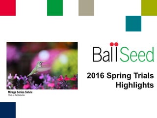 2016 Spring Trials
Highlights
Mirage Series Salvia
Photo by Karl Batschke
 