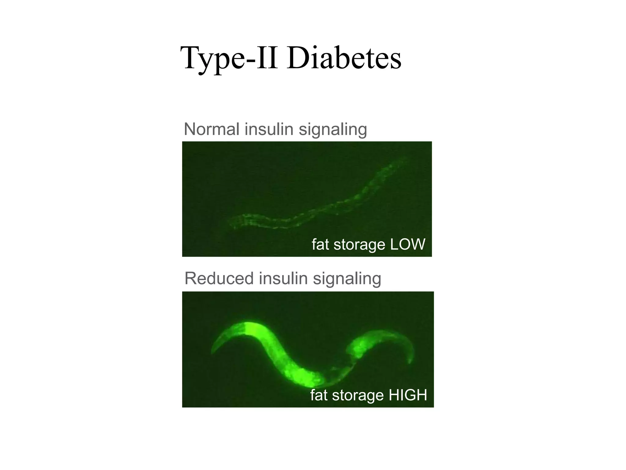 Normal insulin signaling
Reduced insulin signaling
fat storage LOW
fat storage HIGH
Type-II Diabetes
 