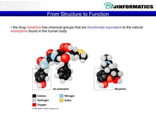 • the drug morphine has chemical groups that are functionally equivalent to the natural
endorphins found in the human body
From Structure to Function
 