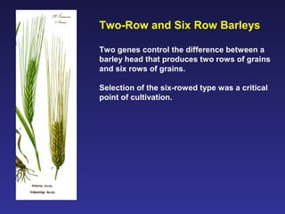 Barley Rows Crop Domestication Lecture | PPT