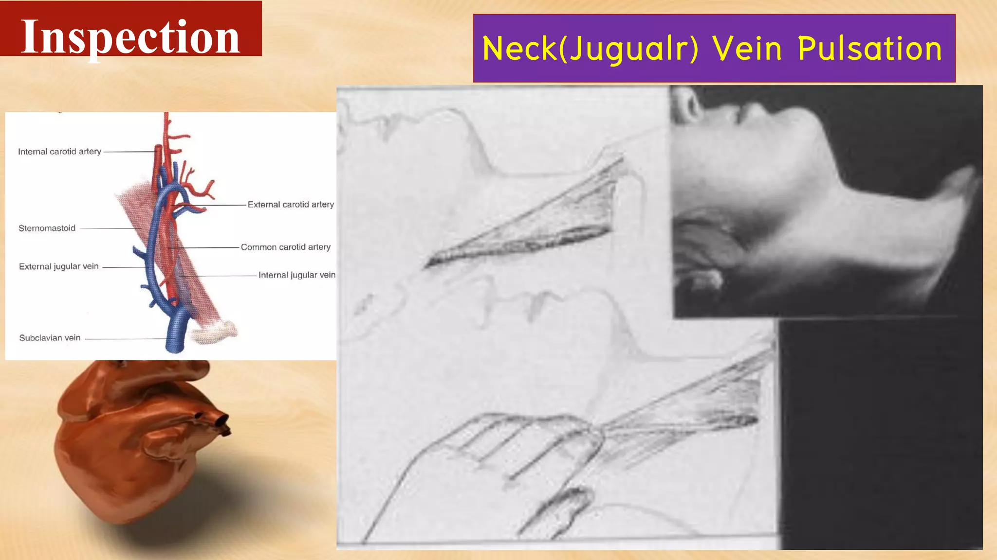 Neck(Jugualr) Vein PulsationInspection
 