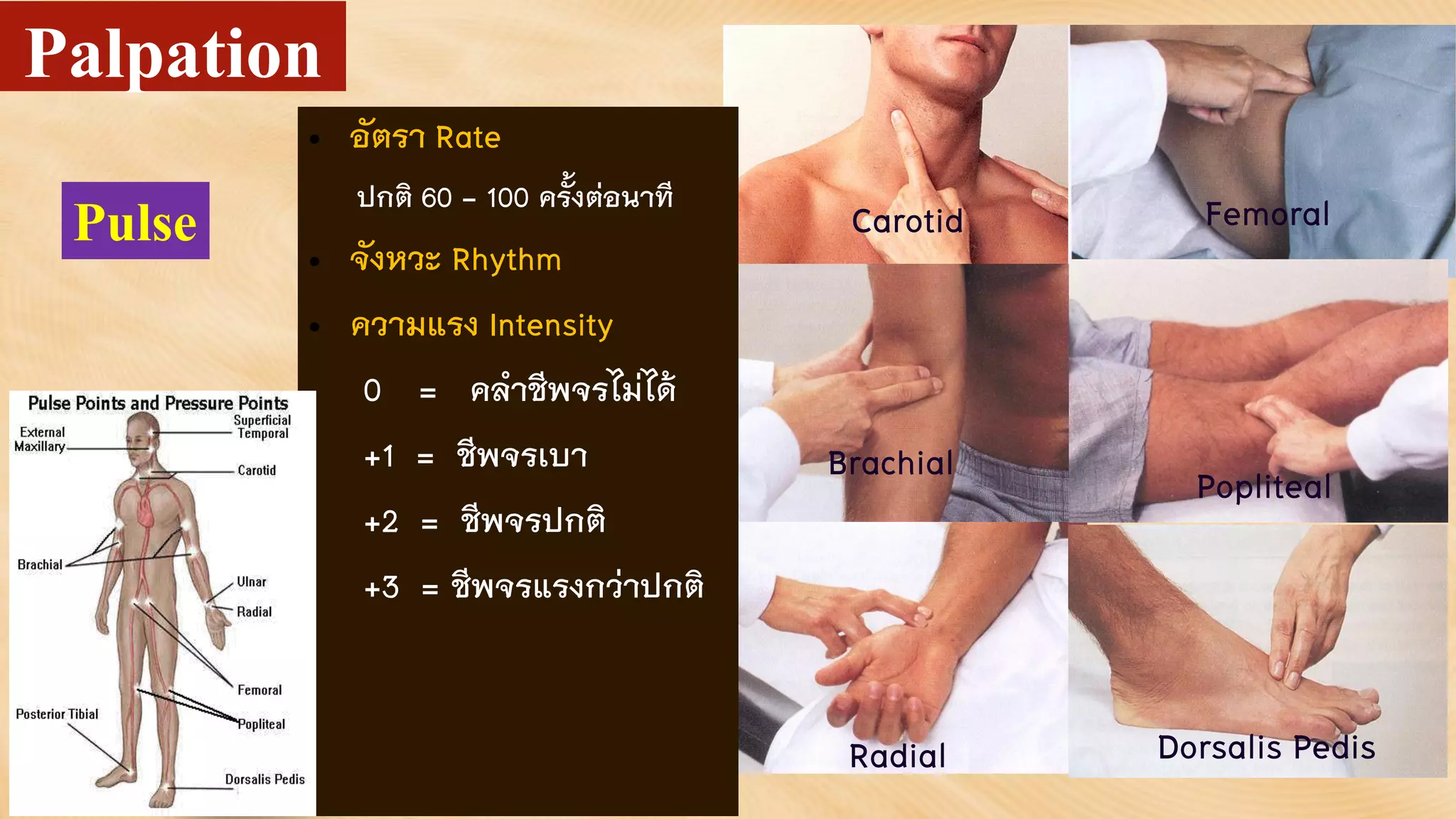 Carotid
Radial
Femoral
Brachial Popliteal
Dorsalis Pedis
• อัตรา Rate
ปกติ 60 - 100 ครั้งต่อนาที
• จังหวะ Rhythm
• ความแรง Intensity
0 = คลาชีพจรไม่ได้
+1 = ชีพจรเบา
+2 = ชีพจรปกติ
+3 = ชีพจรแรงกว่าปกติ
Pulse
Palpation
 