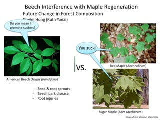 Beech Interference with Maple Regeneration
Future Change in Forest Composition
Daniel Hong (Ruth Yanai)
VS.
American Beech (Fagus grandifolia)
Red Maple (Acer rubrum)
Sugar Maple (Acer saccharum)
- Seed & root sprouts
- Beech bark disease
- Root injuries
Images from Missouri State Univ.
You suck!
Do you mean I
promote suckers?
2004~2010
 