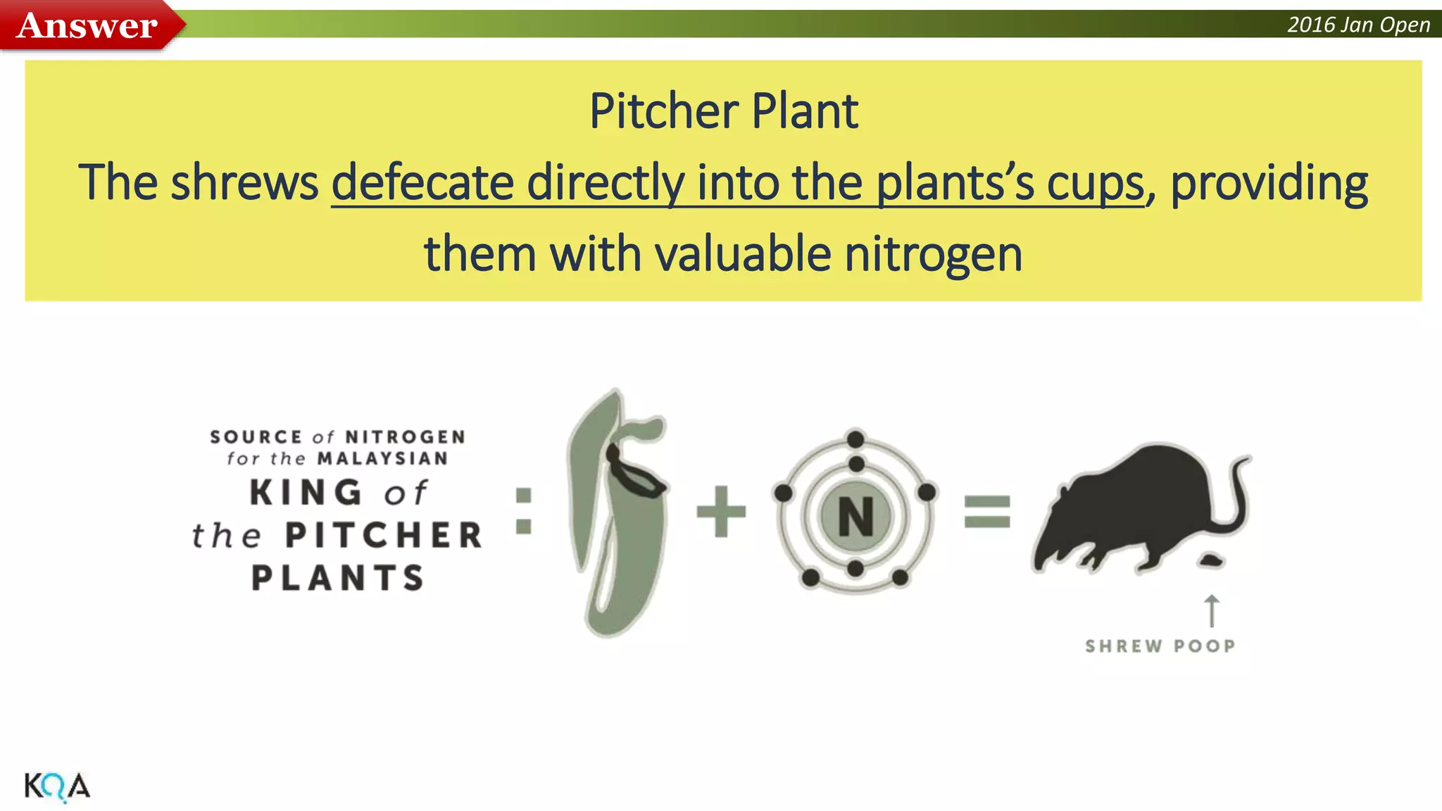 2016 Jan OpenAnswer
Pitcher Plant
The shrews defecate directly into the plants’s cups, providing
them with valuable nitrogen
 