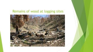 Remains of wood at logging sites
 