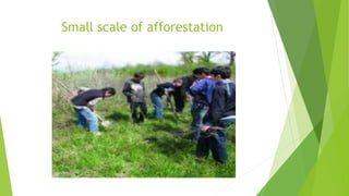 Small scale of afforestation
 