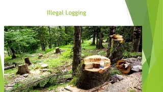 Illegal Logging
 