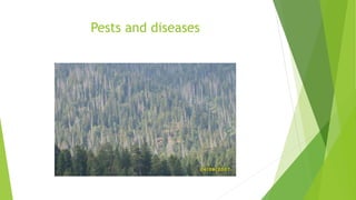 Pests and diseases
 