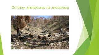 Остатки древесины на лесосеках
 