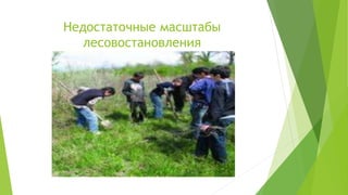 Недостаточные масштабы
лесовостановления
 