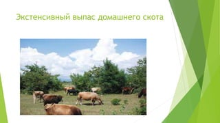 Экстенсивный выпас домашнего скота
 