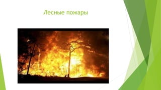 Лесные пожары
 