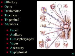  Olfactory
 Optic
 Oculomotor
 Trochlear
 Trigeminal
 Abducens
 Facial
 Auditory
 Glossopharyngeal
 Vagus
 Accessory
 Hypoglossal
20
 