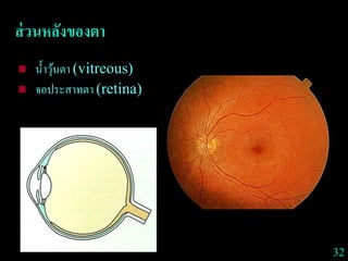 32
ส่วนหลังของตา
 น้าวุ้นตา (vitreous)
 จอประสาทตา (retina)
 