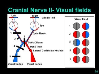 36
Cranial Nerve II- Visual fields
 