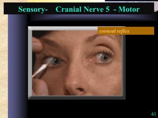 41
Sensory- Cranial Nerve 5 - Motor
corneal reflex
 
